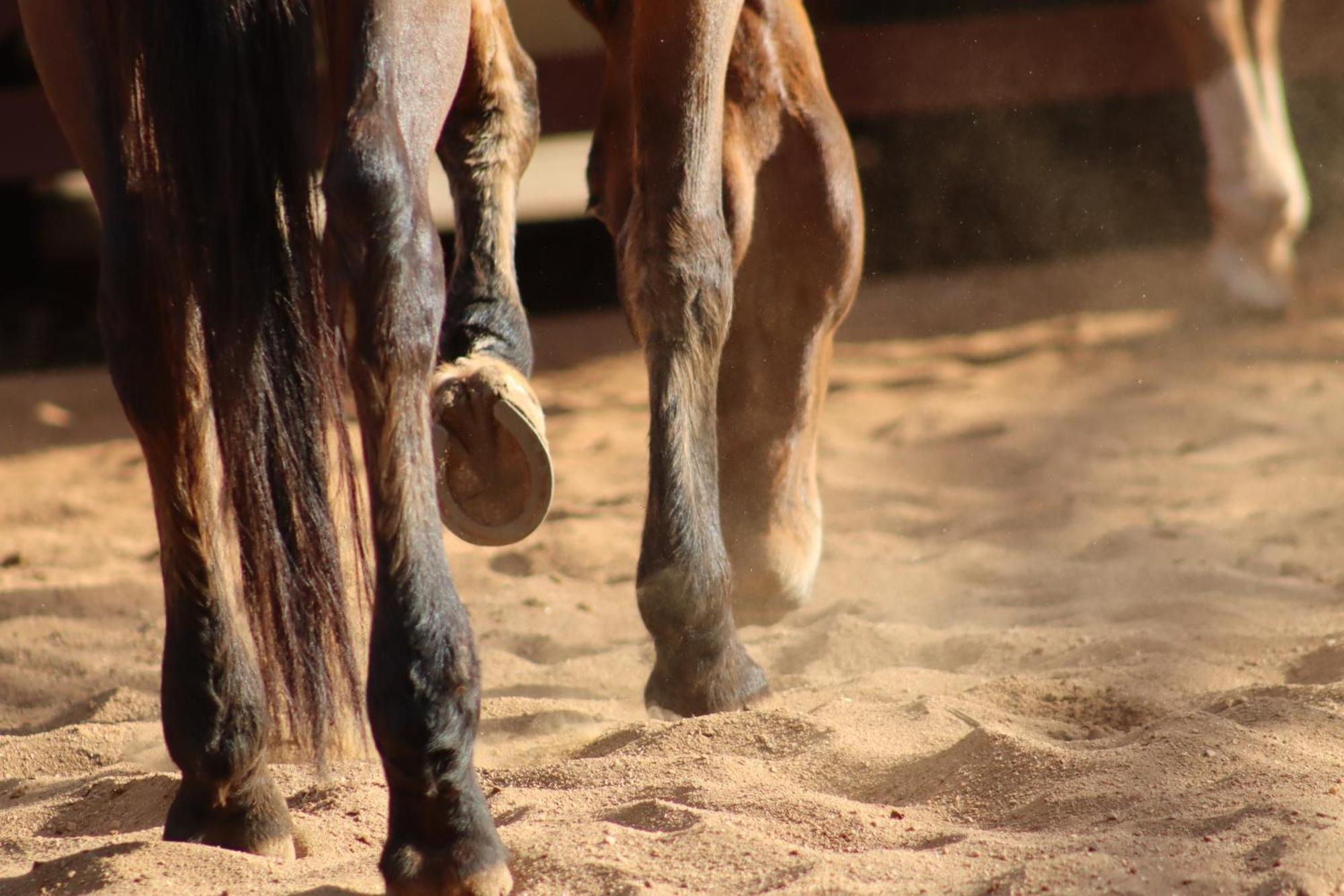 Villa Refugio Horse Santo Antônio do Pinhal Zimmer foto
